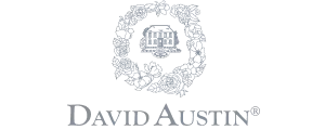 David Austin Roses